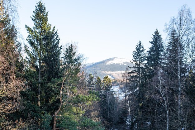 Montagna innevata tra la foresta di conifere