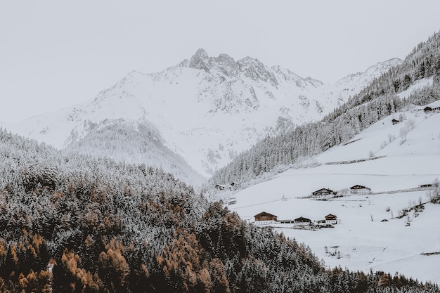 Montagna innevata vicino alla foresta