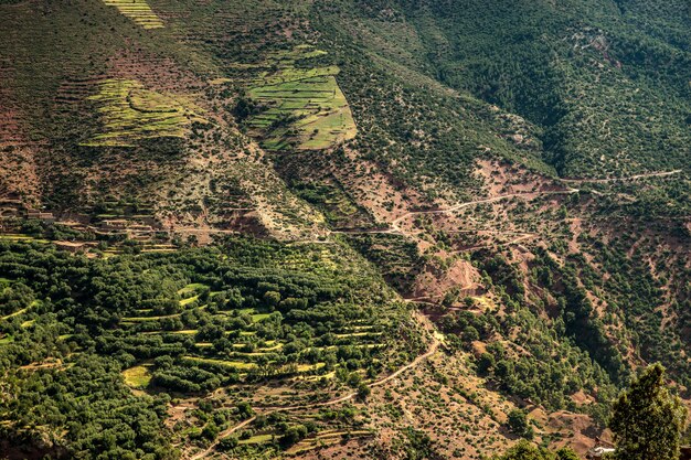 Montagne coperte di alberi e vegetazione