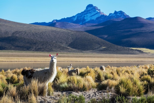 Montagne in Bolivia