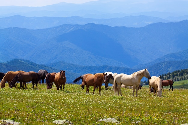 Montagne paesaggio con i cavalli