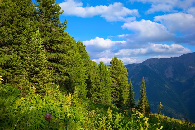 Montagne paesaggio con la foresta di cedro