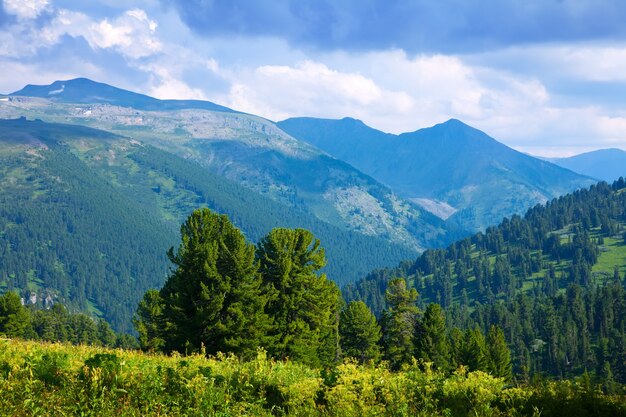 montagne paesaggio con la foresta di cedro