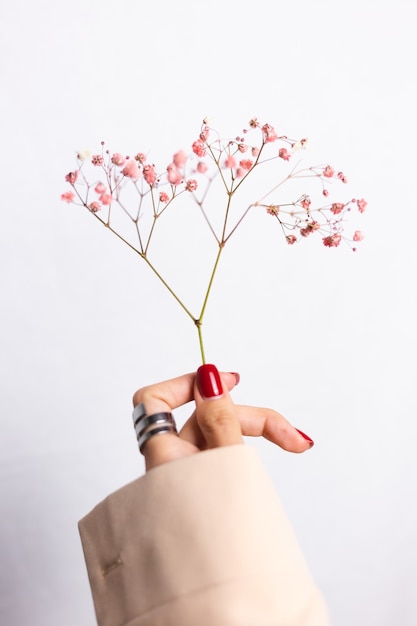 Morbida foto delicata della mano della donna con il grande anello rosso manicure tenere graziosi piccoli fiori secchi rosa su bianco.