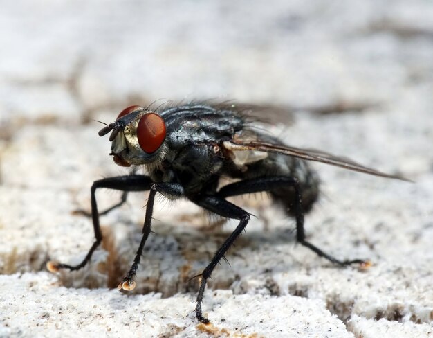 Mosca nera con gli occhi rossi su una superficie bianca