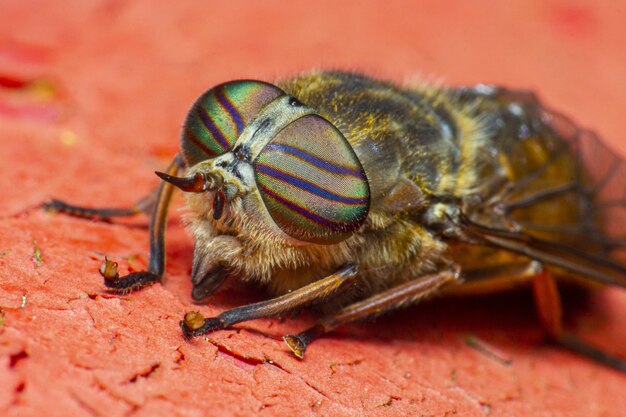 Mosca verde e nera su superficie marrone