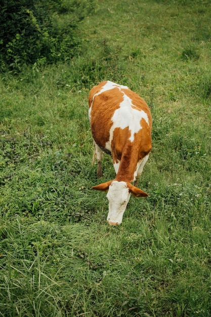 Mucca a lunga distanza che mangia erba sul pascolo