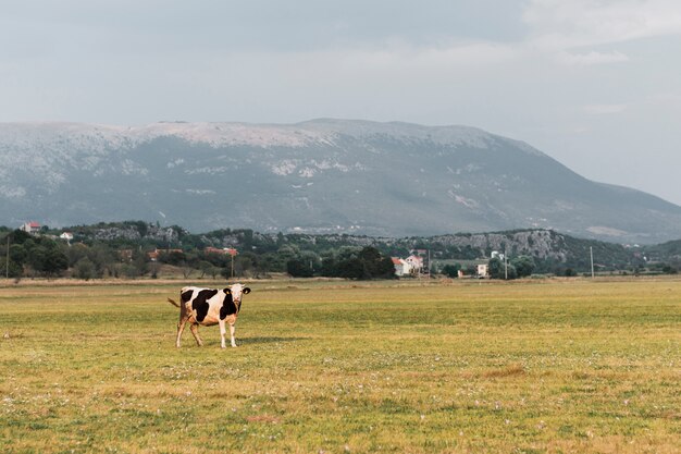 Mucca adorabile che guarda alla macchina fotografica