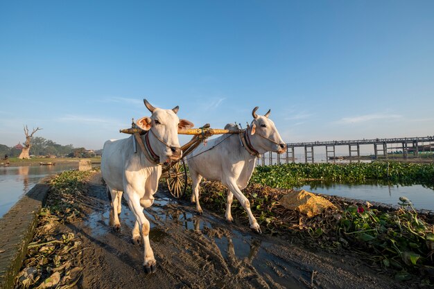 mucca bianca a piedi nel campo