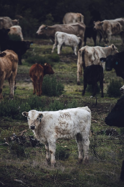 Mucca bianca e marrone sul campo di erba verde durante il giorno