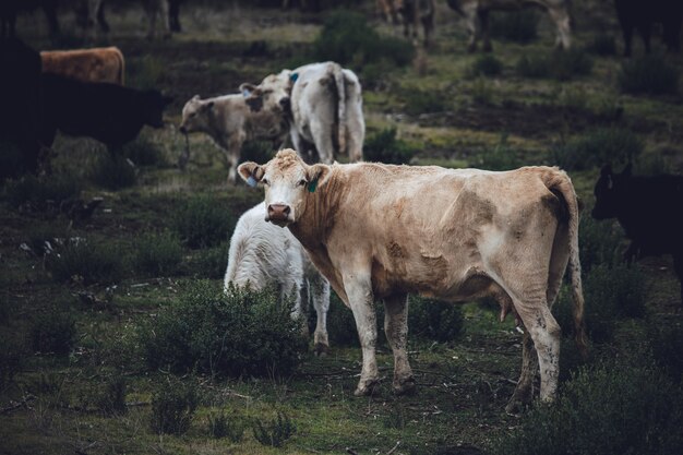 Mucca bianca e marrone sul campo di erba verde durante il giorno