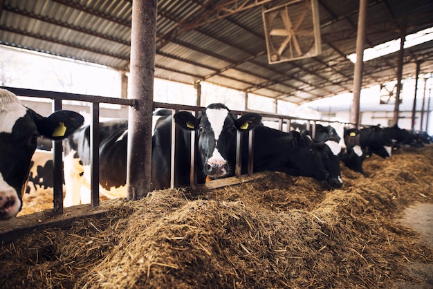 Mucca curiosa divertente che esamina la macchina fotografica mentre altre mucche mangiano fieno nella priorità bassa all'allevamento di bestiame