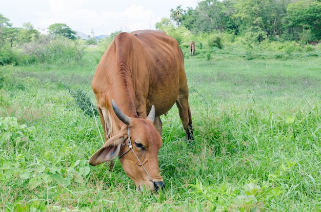 Mucca curiosa in campo.