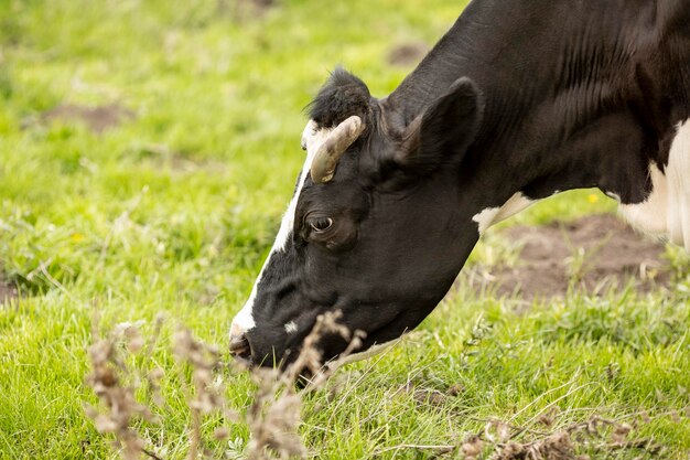 Mucca del primo piano sul campo di erba