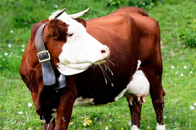 Mucca di montagna alpina in Francia in primavera