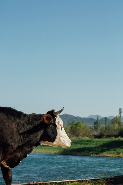 Mucca di primo piano in riva al lago