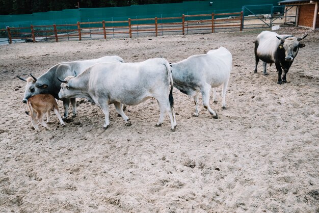 Mucca e vitello nel fienile