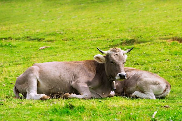 mucca e vitello