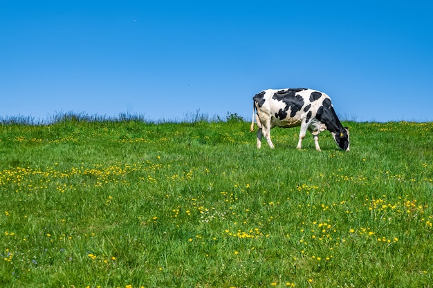 Mucca in bianco e nero che pasce sul pascolo durante il giorno