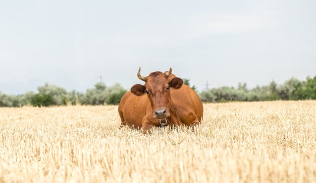 Mucca marrone al pascolo in un campo giallo