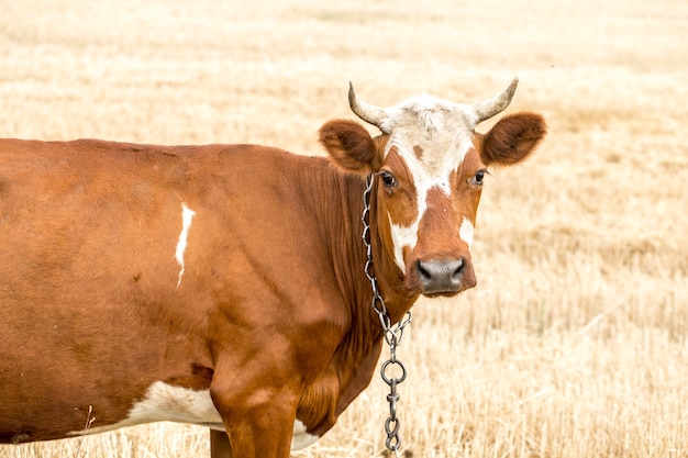 Mucca marrone al pascolo in un campo giallo