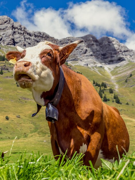 Mucca nelle Alpi francesi vicino al Mont Blanc