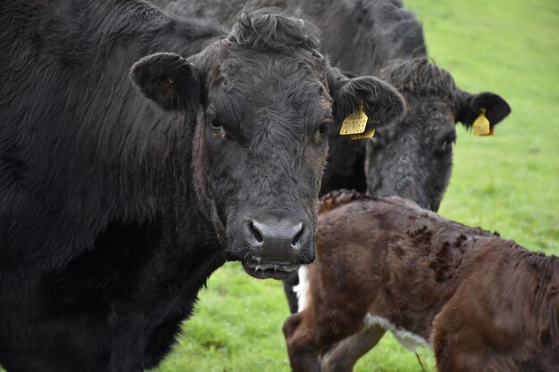 Mucca nera molto dolce in un campo con altre mucche e vitelli.