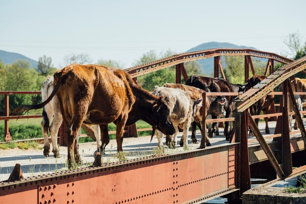 Mucche a lunga distanza che camminano sul vecchio ponte del metallo