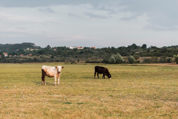 Mucche al pascolo nel campo di campagna