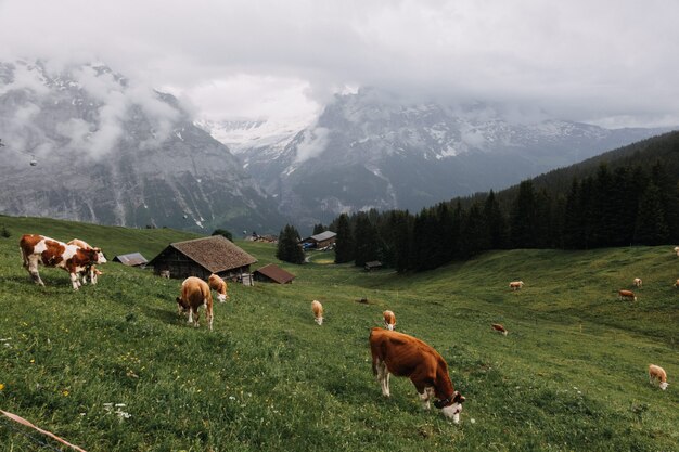 Mucche che mangiano erba in un campo di erba con piccole cabine circondate da alberi e montagne