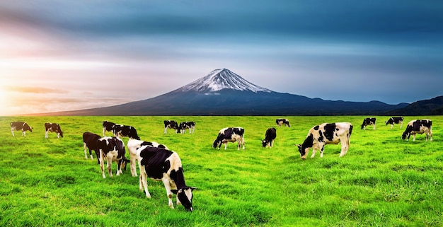 Mucche che mangiano erba lussureggiante sul campo verde davanti al monte Fuji, Giappone.