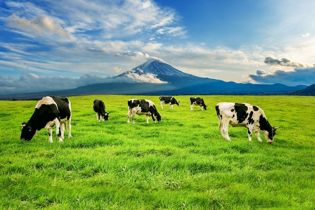 Mucche che mangiano erba lussureggiante sul campo verde davanti al monte Fuji, Giappone.