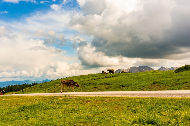 Mucche che pascono nella valle vicino alle montagne dell'alpe in Austria sotto il cielo nuvoloso