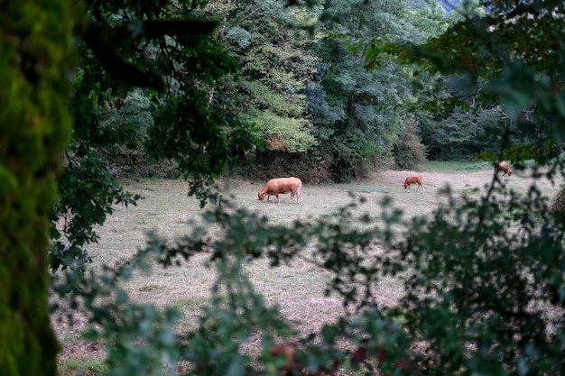 mucche che vagano nella foresta