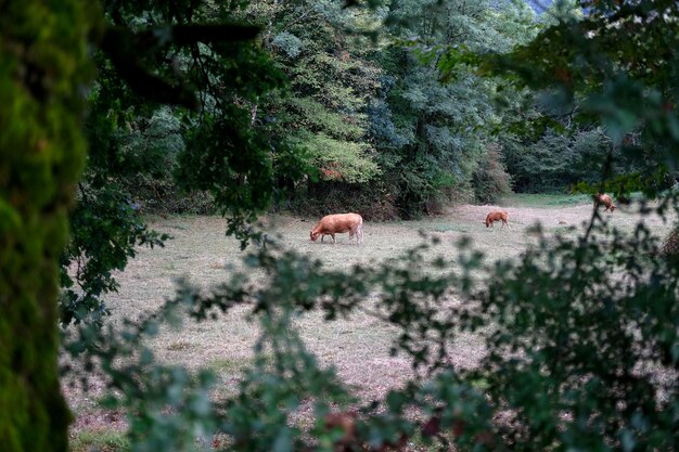 mucche che vagano nella foresta