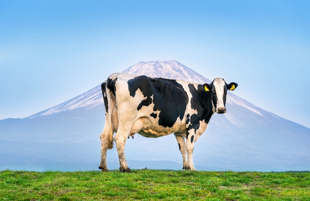 Mucche in piedi sul campo verde davanti al monte Fuji, Giappone.