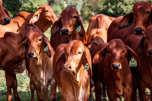 Mucche in un campo verde in una giornata di sole