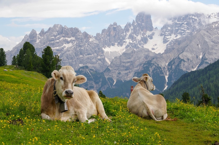 Foto gratuito mucche nei prati delle montagne alpine.