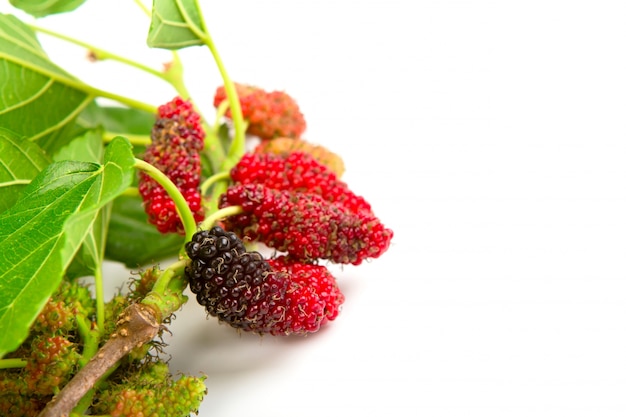 Mulberry con foglie isolati su uno sfondo bianco