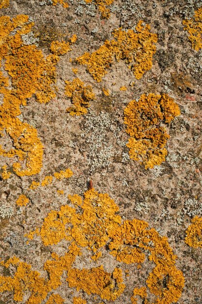 Muro grigio pietra ricoperto di muschio per lo sfondo Idea per la facciata di una casa o un edificio per la progettazione di spazi Sfondo naturale in pietra