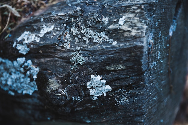 Muschio coperto di corteccia di albero