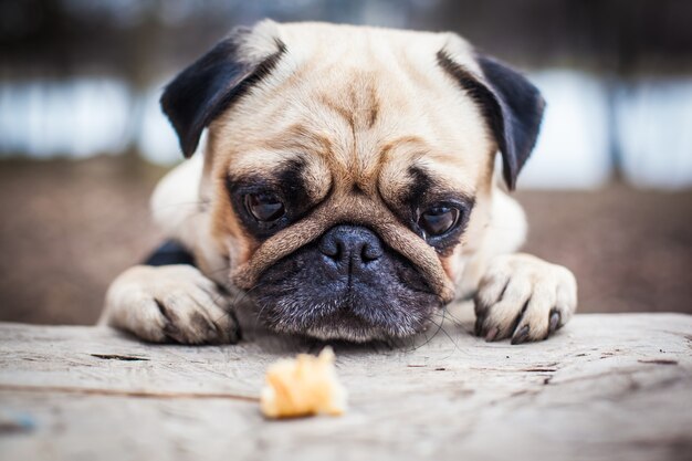 Muso Pug Dog. Riposa sul pavimento. Messa a fuoco morbida del primo piano