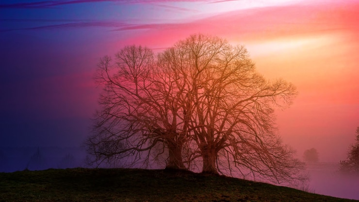 Foto gratuito nascondere l'albero