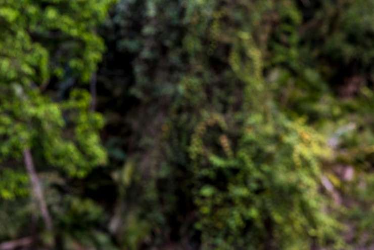 Foto gratuito natura crescita ambiente ecologia verde