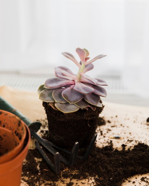 Natura morta con il concetto di giardinaggio