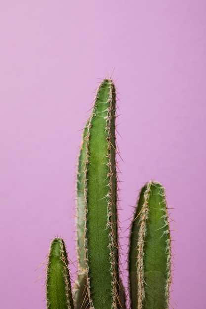 Natura morta con pianta di cactus