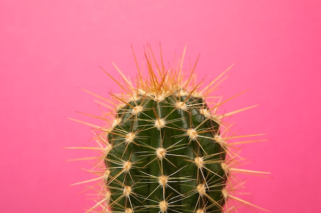 Natura morta con pianta di cactus