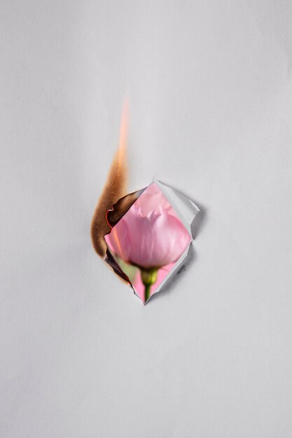 Natura morta di carta bruciata con fiore rosa