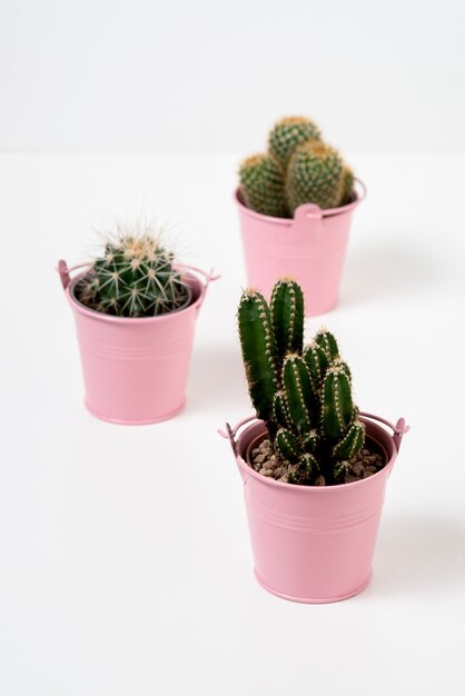 Natura morta di disposizione delle piante di cactus