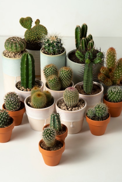 Natura morta di disposizione delle piante di cactus